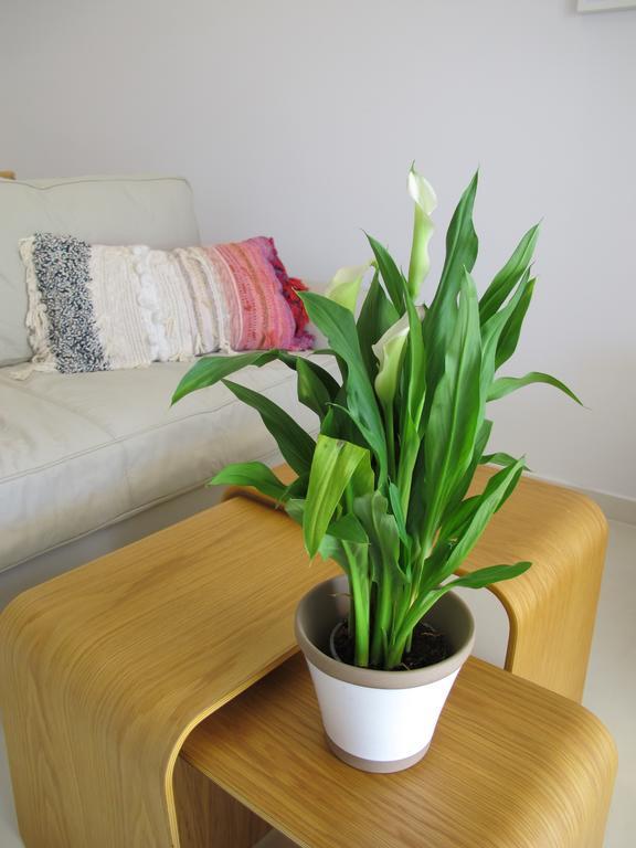 Seafront Calista Beach House With Garden Glifada Eksteriør billede